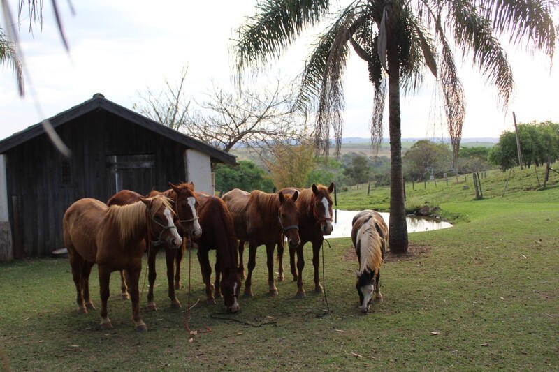 Cavalos no sítio do Vale do Jacaré